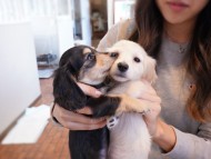 kaninchen-dachshund598 kaninchen-dachshund598