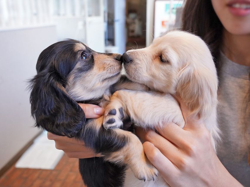 カニンヘンダックスフンド キュア & スカッシュの子犬 ブラックイエロー 女の子、イエロー 女の子