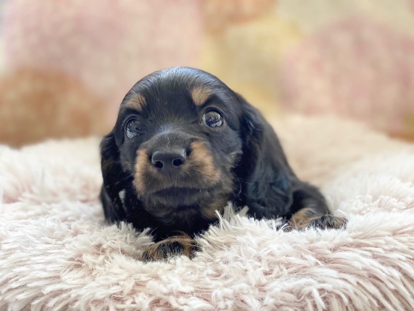 カニンヘンダックスフンド KT & ブルースの子犬 ブラックイエロー(ブラッククリーム) 男の子kaninchen-dachshund60 カニンヘンダックスフンド KT & ブルースの子犬 ブラックイエロー(ブラッククリーム) 男の子