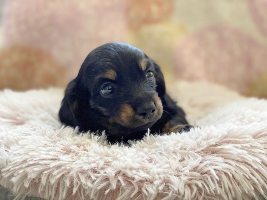 カニンヘンダックスフンド KT & ブルースの子犬 ブラックイエロー(ブラッククリーム) 男の子kaninchen-dachshund70 カニンヘンダックスフンド KT & ブルースの子犬 ブラックイエロー(ブラッククリーム) 男の子