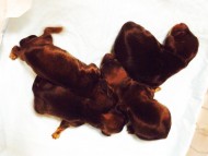 カニンヘンのチェルシーが4/21出産しました 男の子1、女の子3 カニンヘンのチェルシーが4/21出産しました 男の子1、女の子3