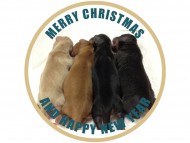 ダックスフンド子犬の出産報告