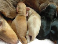 ダックスフンド子犬の出産報告