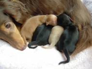 ダックスフンド子犬の出産報告