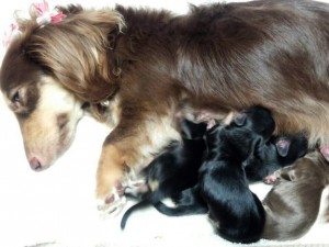 カニンヘンのハッピーベルが6/25出産しました ブラッククリーム男の子2 ブラクリ女の子1 チョコクリ女の子1 カニンヘンのハッピーベルが6/25出産しました ブラッククリーム男の子2 ブラクリ女の子1 チョコクリ女の子1