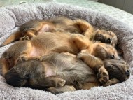 miniature-dachshund01