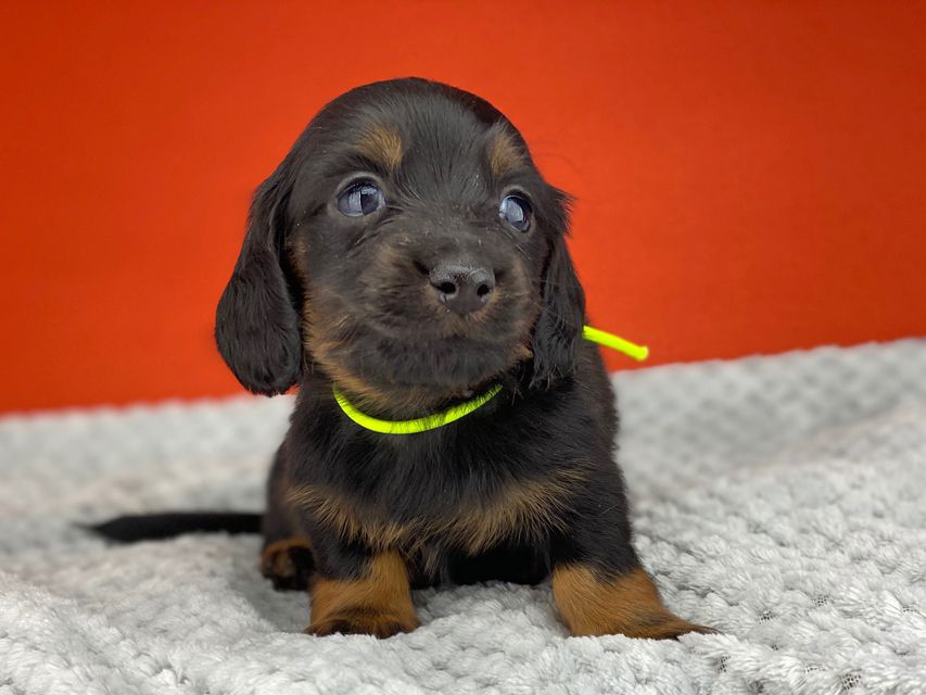 ミニチュアダックスフンド ルチアhp & ブルースの子犬 ブラタン 男の子