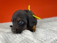 miniature-dachshund0199 miniature-dachshund0199