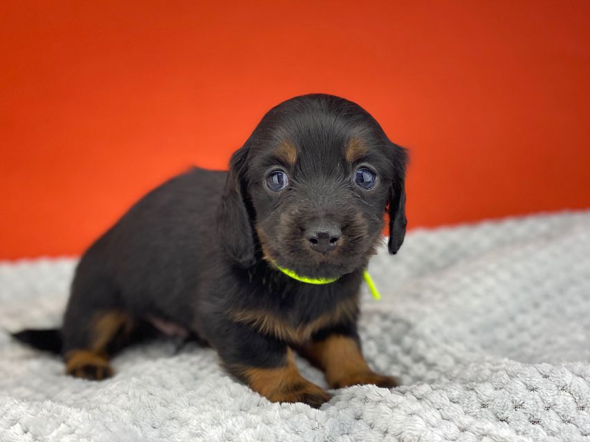 ミニチュアダックスフンド ルチアhp & ブルースの子犬 ブラタン 男の子