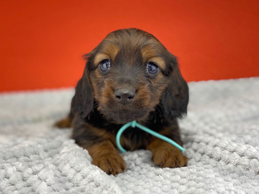 ミニチュアダックスフンド ルチアhp & ブルースの子犬 レッド 男の子