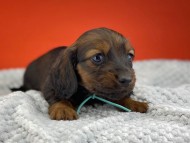 miniature-dachshund0324