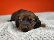 miniature-dachshund0326 miniature-dachshund0326