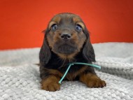 miniature-dachshund0331