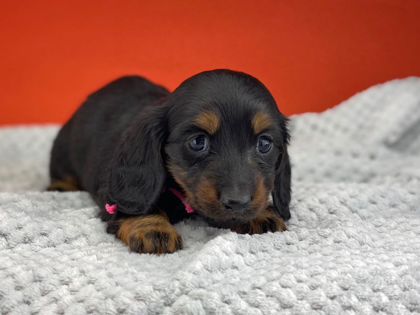 ミニチュアダックスフンド ルチアhp & ブルースの子犬 ブラタン 女の子(1)miniature-dachshund0444 ミニチュアダックスフンド ルチアhp & ブルースの子犬 ブラタン 女の子(1)