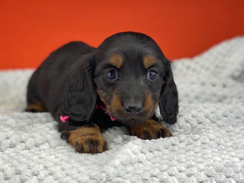 ミニチュアダックスフンド ルチアhp & ブルースの子犬 ブラタン 女の子(1)miniature-dachshund0447 ミニチュアダックスフンド ルチアhp & ブルースの子犬 ブラタン 女の子(1)