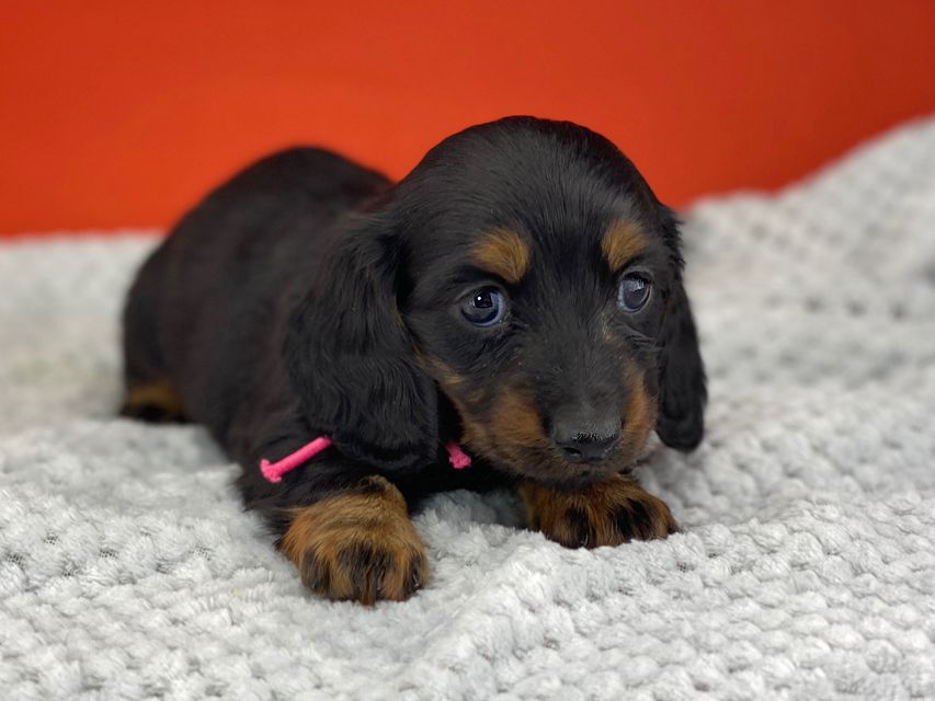 ミニチュアダックスフンド ルチアhp & ブルースの子犬 ブラタン 女の子(1)miniature-dachshund0453 ミニチュアダックスフンド ルチアhp & ブルースの子犬 ブラタン 女の子(1)