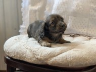 miniature-dachshund08