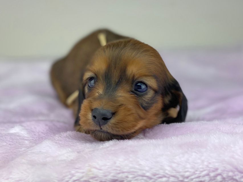 ミニチュアダックスフンド メイプルhp & 竹千代の子犬 レッド 男の子（1）