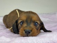 miniature-dachshund104395