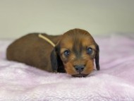 miniature-dachshund104397
