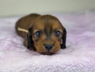 miniature-dachshund104403