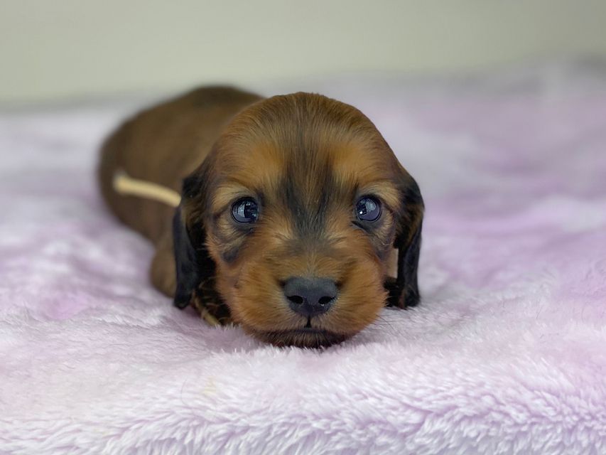 ミニチュアダックスフンド メイプルhp & 竹千代の子犬 レッド 男の子（1）