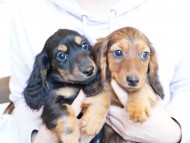 miniature-dachshund117
