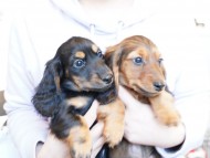 miniature-dachshund119