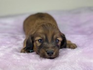 miniature-dachshund204411 miniature-dachshund204411