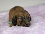 miniature-dachshund204413