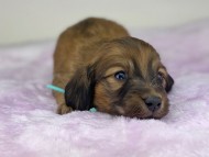 miniature-dachshund204415 miniature-dachshund204415