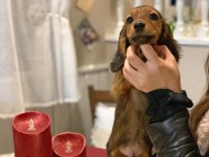 miniature-dachshund27 miniature-dachshund27