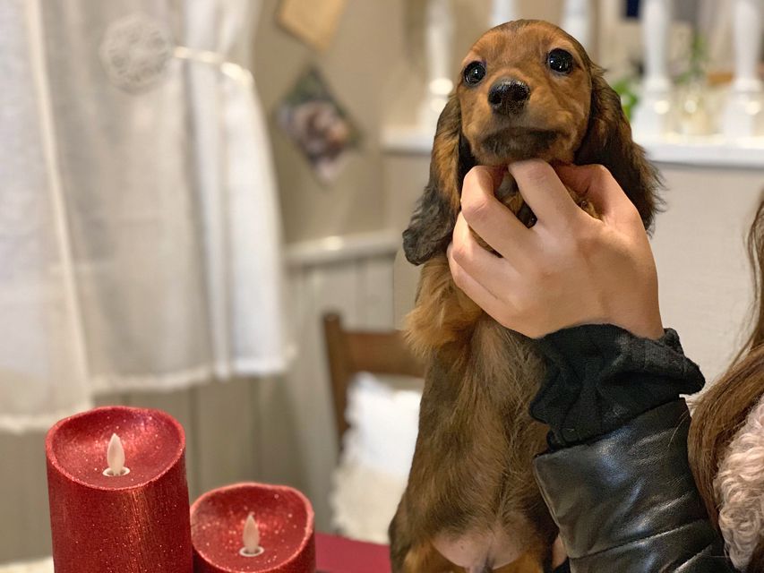 ミニチュアダックスフンド ジャジー & ジムの子犬 レッド 男の子（2）