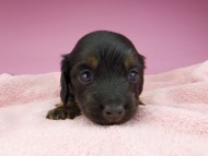 miniature-dachshund2720