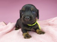 miniature-dachshund2728