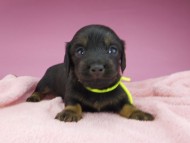 miniature-dachshund2733