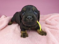 miniature-dachshund2736
