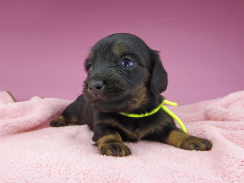 ミニチュアダックスフンド ルチアhp & ブルースの子犬 ブラタン 男の子