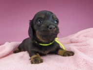 miniature-dachshund2739