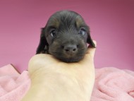 miniature-dachshund2740
