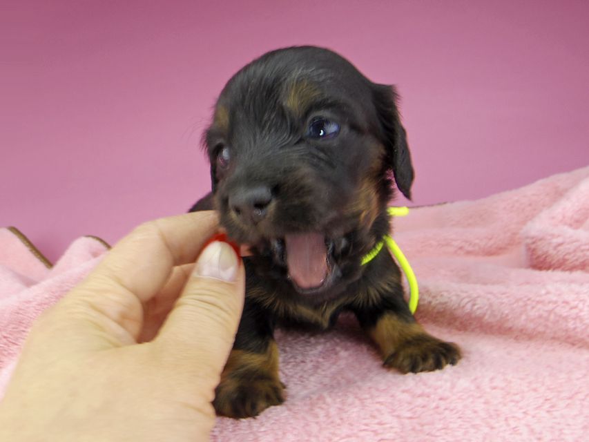 ミニチュアダックスフンド ルチアhp & ブルースの子犬 ブラタン 男の子