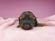 miniature-dachshund2745 miniature-dachshund2745