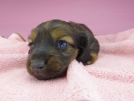 miniature-dachshund2751 miniature-dachshund2751