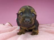 miniature-dachshund2762
