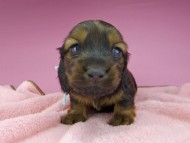 miniature-dachshund2762 miniature-dachshund2762