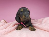 miniature-dachshund2768 miniature-dachshund2768