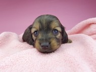 miniature-dachshund2816