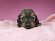 miniature-dachshund2819