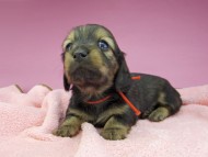 miniature-dachshund2827 miniature-dachshund2827