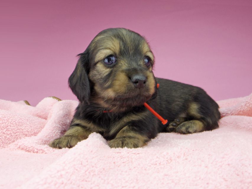 ミニチュアダックスフンド ルチアhp & ブルースの子犬 イエロー（クリーム） 女の子